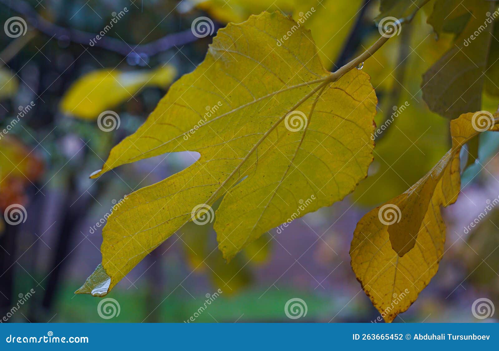 Yellow leaves of the tree stock photo. Image of fall 263665452