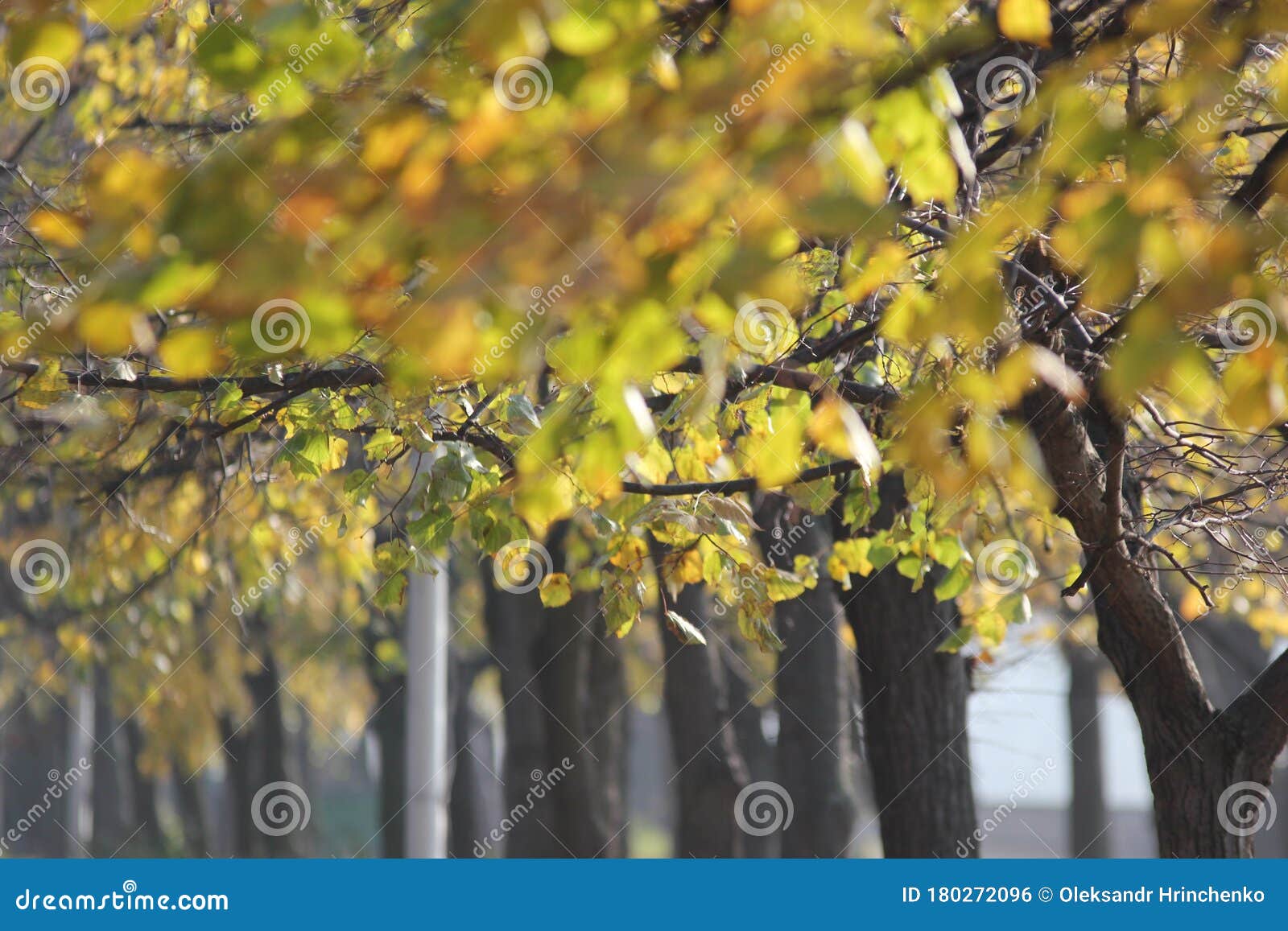 yellow leaves on trees in autumn