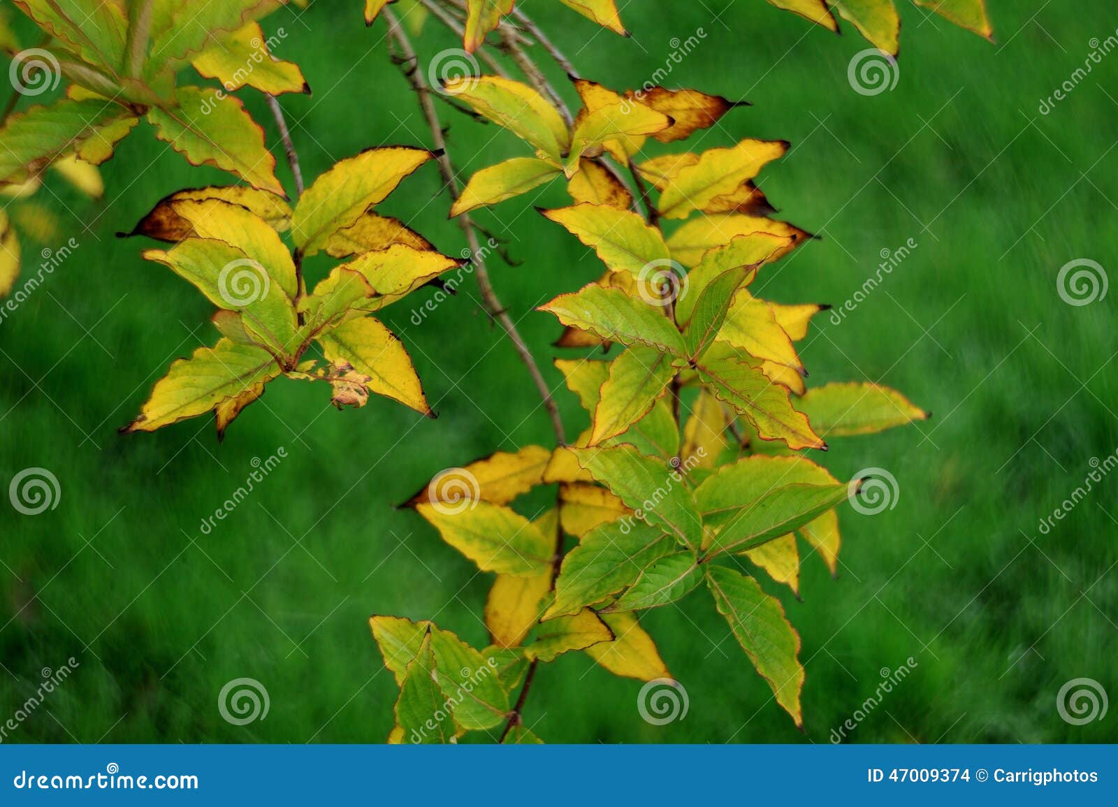 Yellow Leaves stock photo. Image of green, bush, leaves 47009374