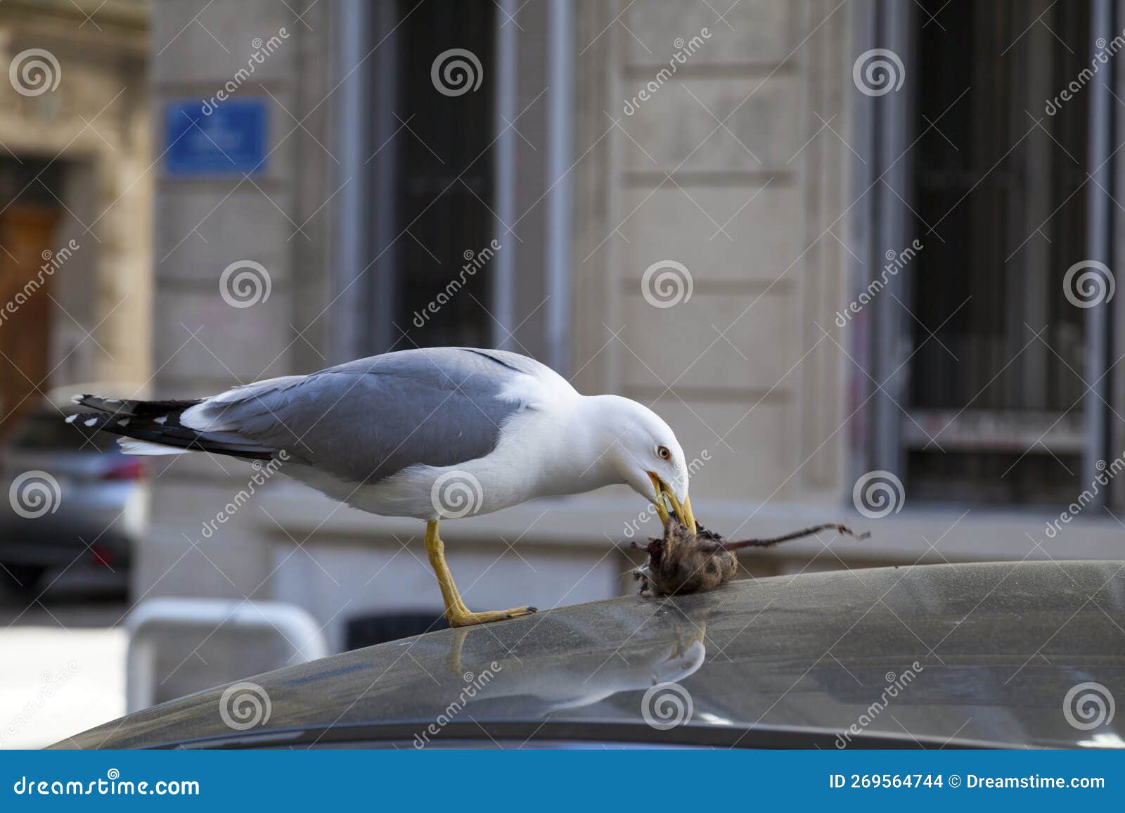 Yellow legged Gull Eating Dead Rat Stock Photo Image Of Animal Bird yellow-legged-gull-eating-dead-rat-stock-photo-image-of-animal-bird