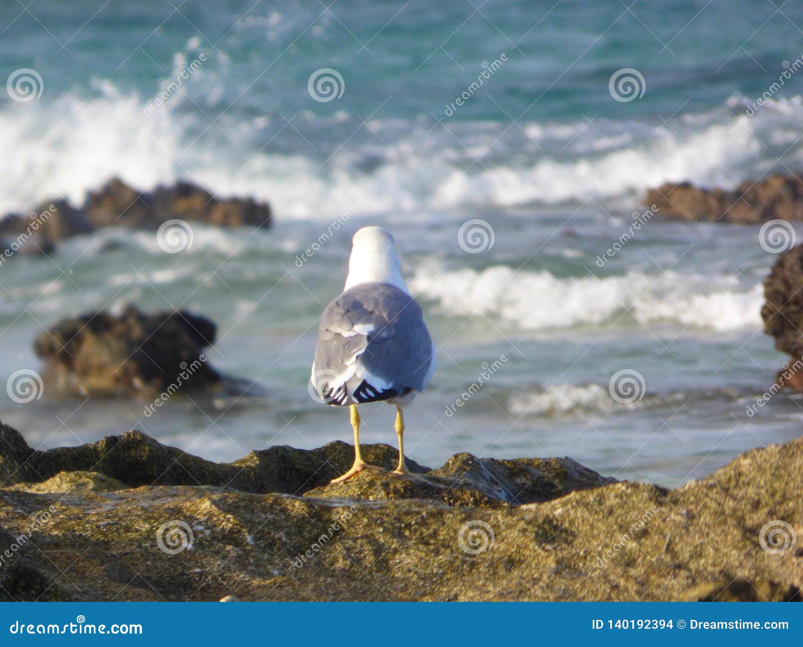 yellow-legged gull larus cachinnans atlantis