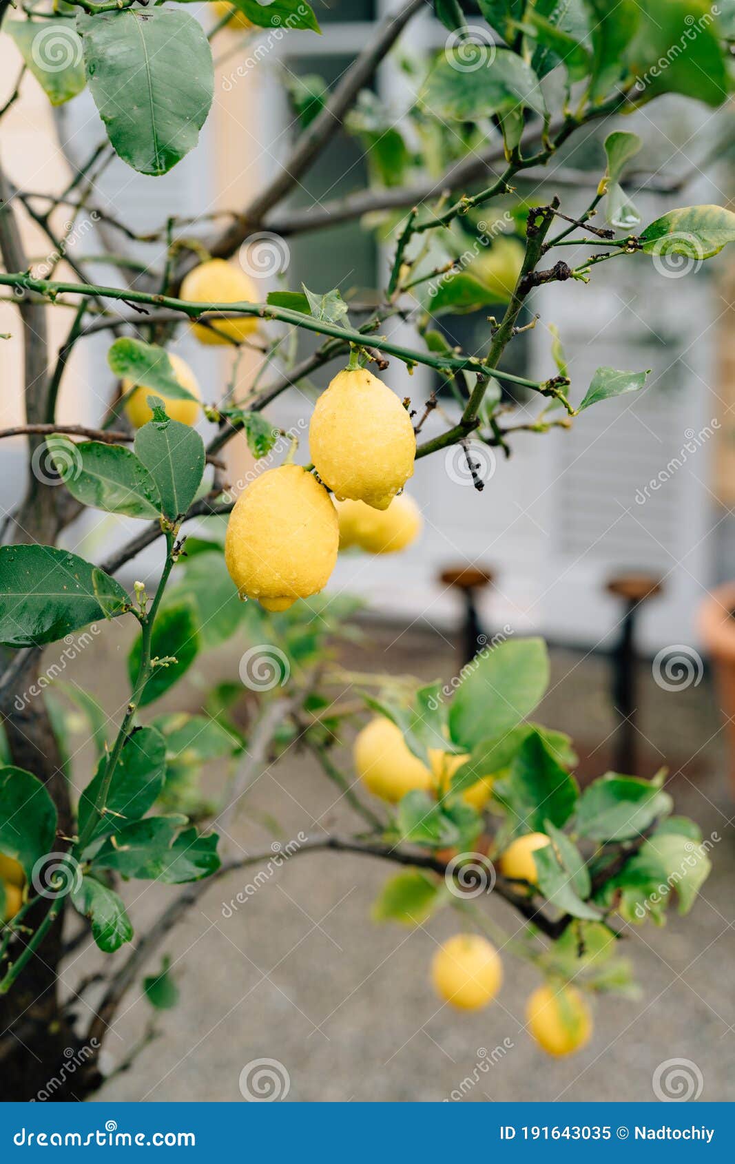 Yellow Lemon Fruit on the Branches of the Tree among the Foliage