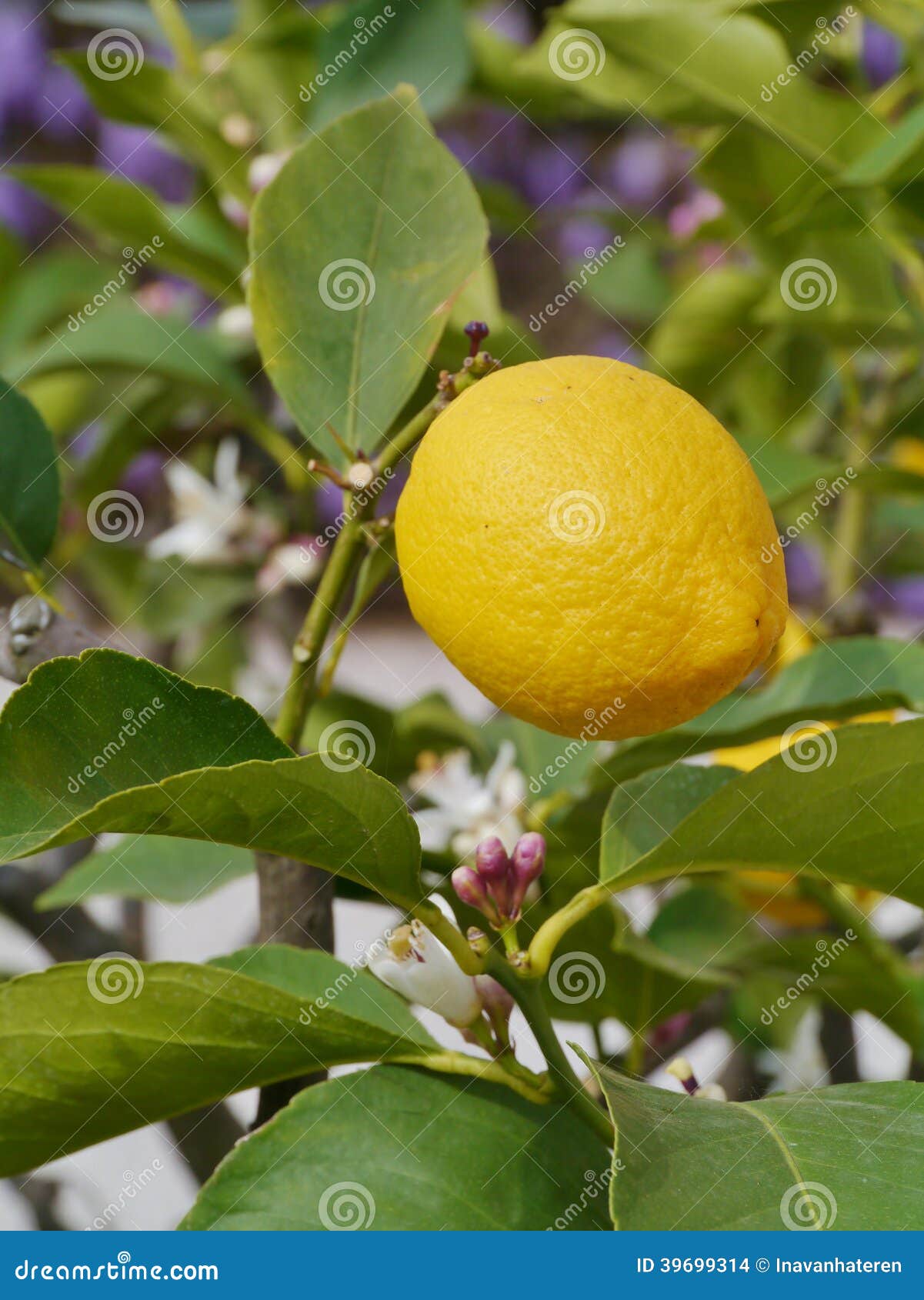 A yellow lemon in a tree stock photo. Image of green 39699314