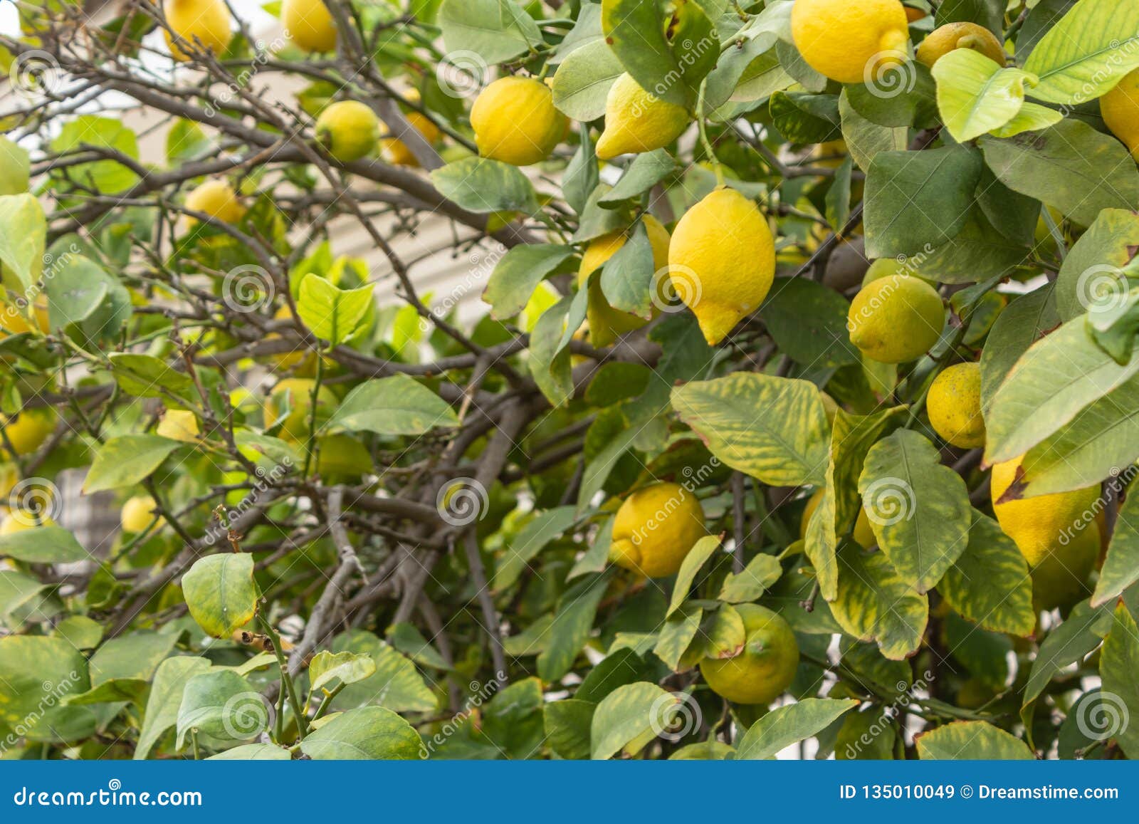 Yellow Lemons on Tree Branches Stock Image Image of fresh, beautiful