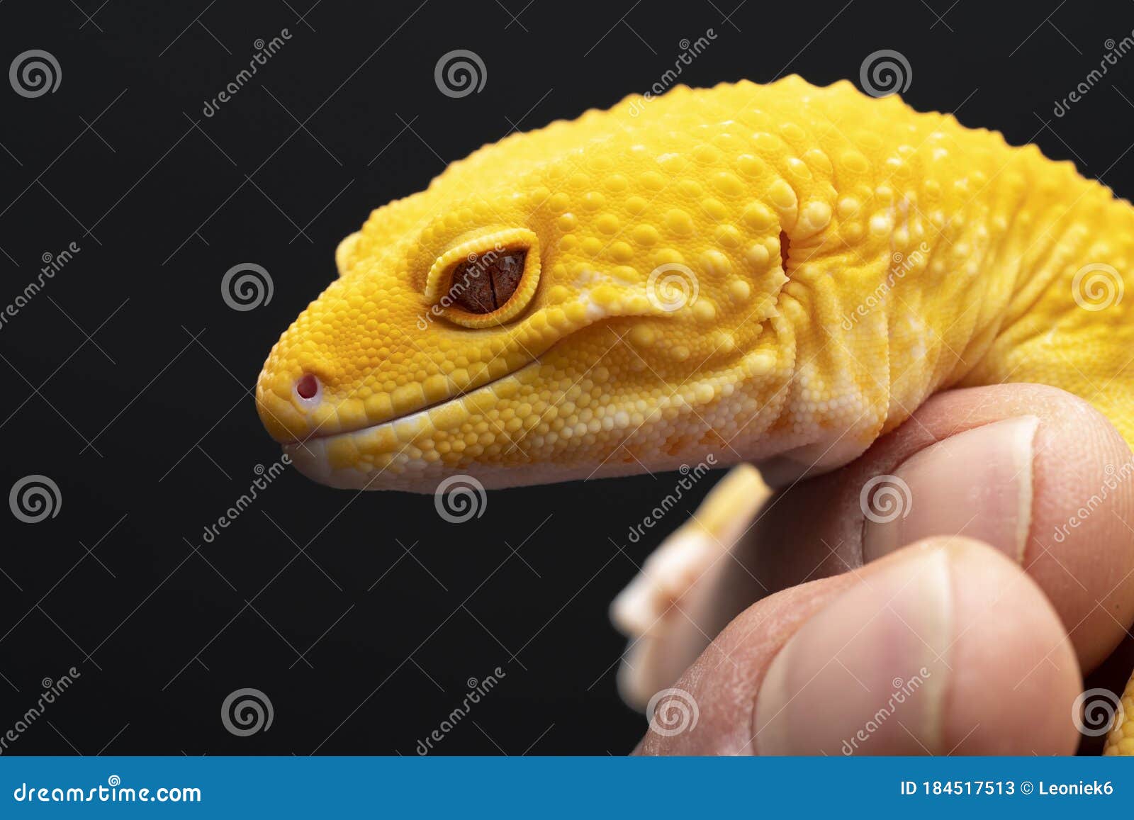 Yellow Leopard Gecko Lizard Red Eyes Held by Human Hand on a Black Background Stock Image - of animal, dragon: