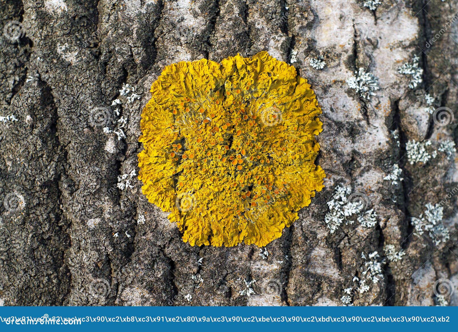 yellow lichen on the bark of a tree