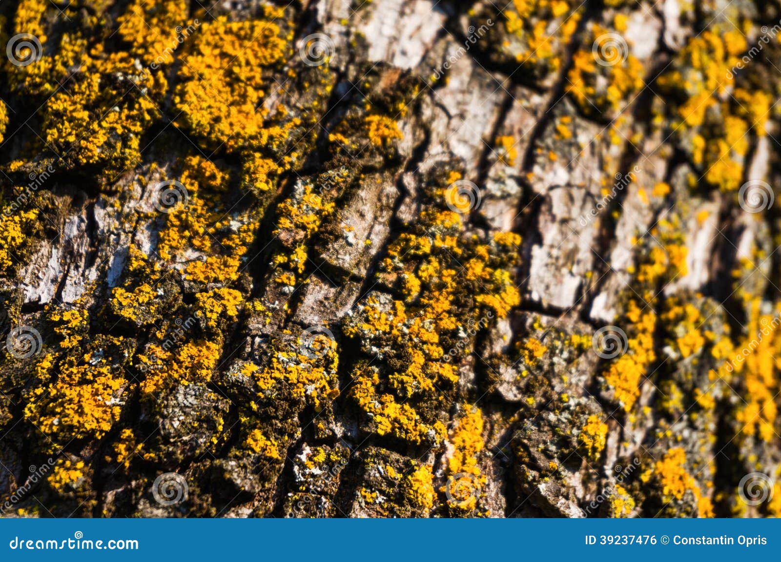 Yellow lichen closeup stock photo. Image of tree, symbiosis 39237476