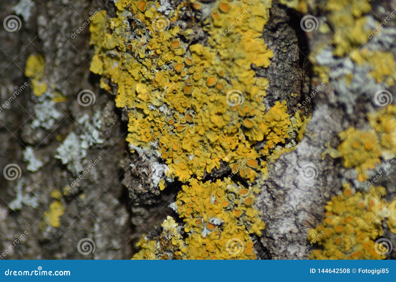 yellow lichen on tree bark