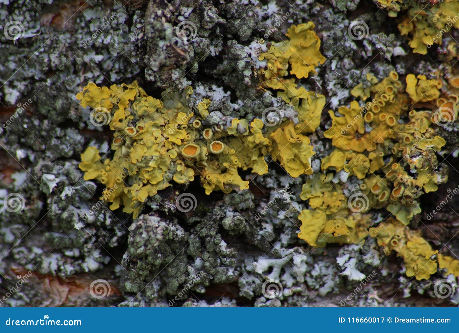 Yellow Lichen Xanthoria Parietina Growing on a Cherry Tree Stock Image