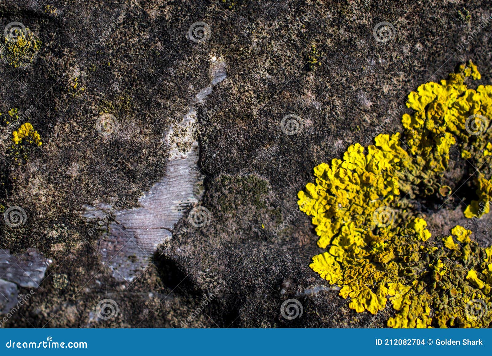 Yellow Lichens Growing on a Stone Wall Creating a Decorative Design
