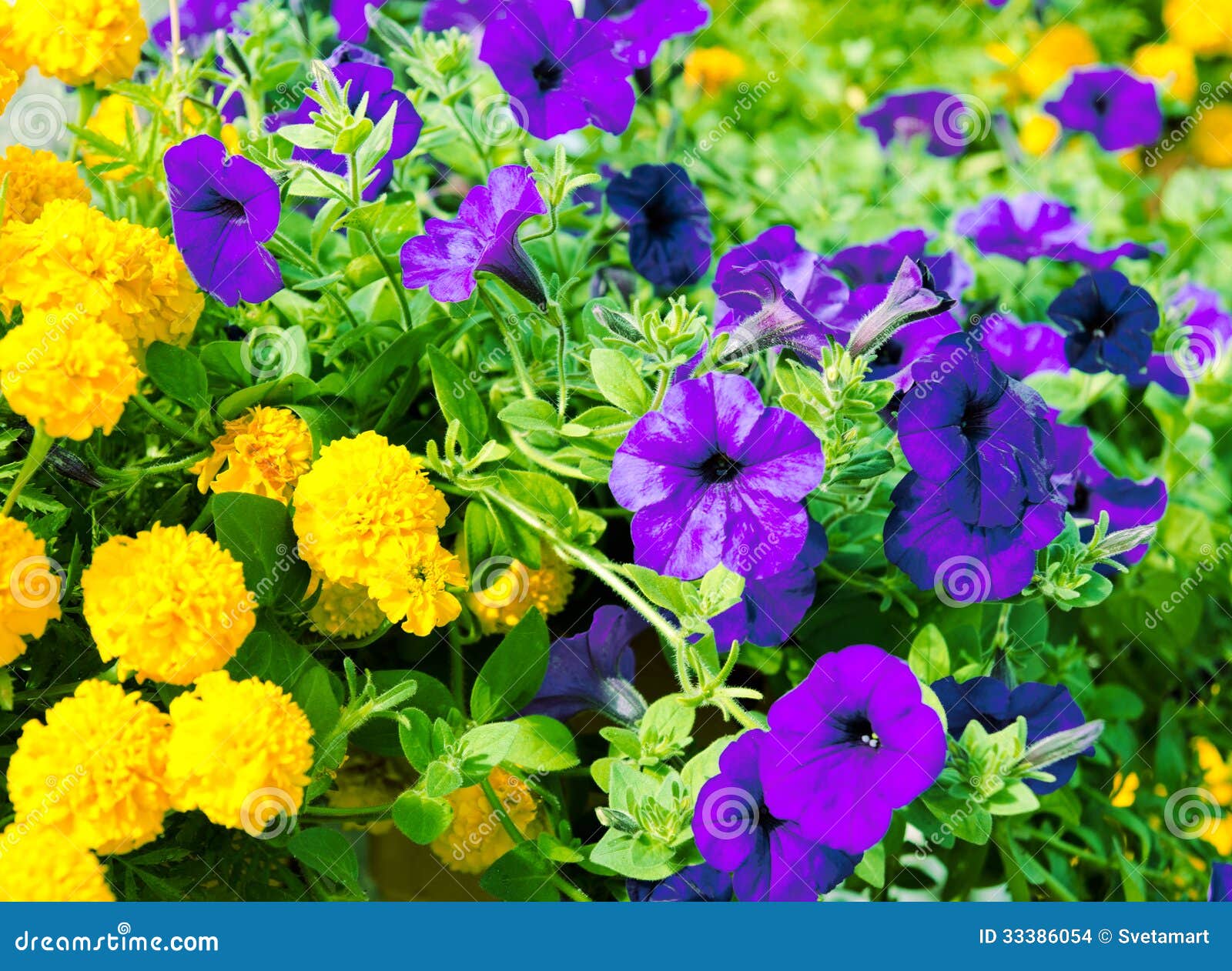 Yellow and lilac flowers stock photo. Image of flowerbed 33386054