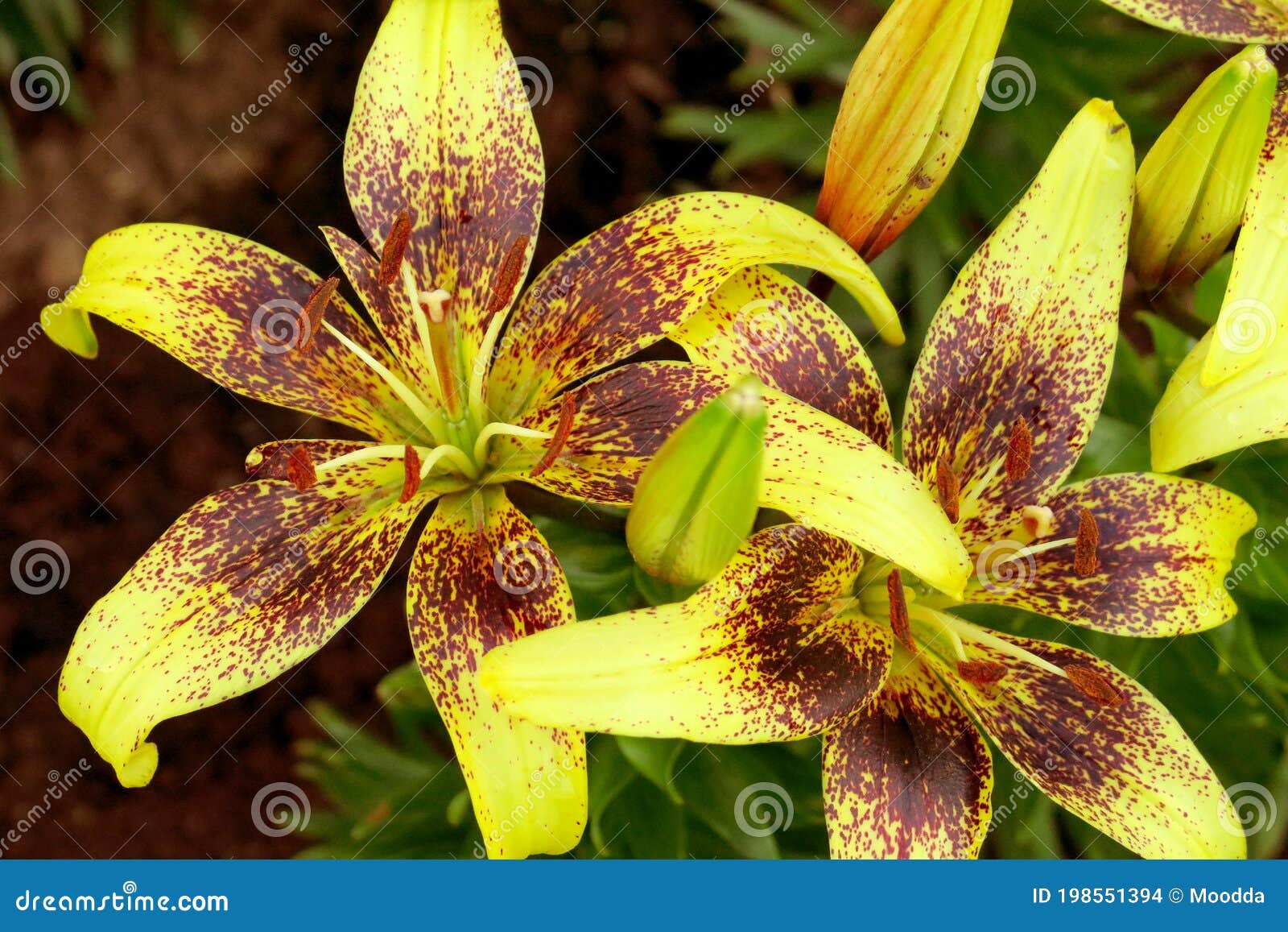 Yellow Lilies Flowers in a Garden Bed. Asiatic Lilies with Dark ...