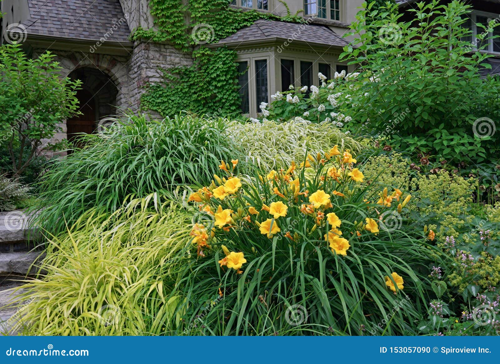 Lily House In Front