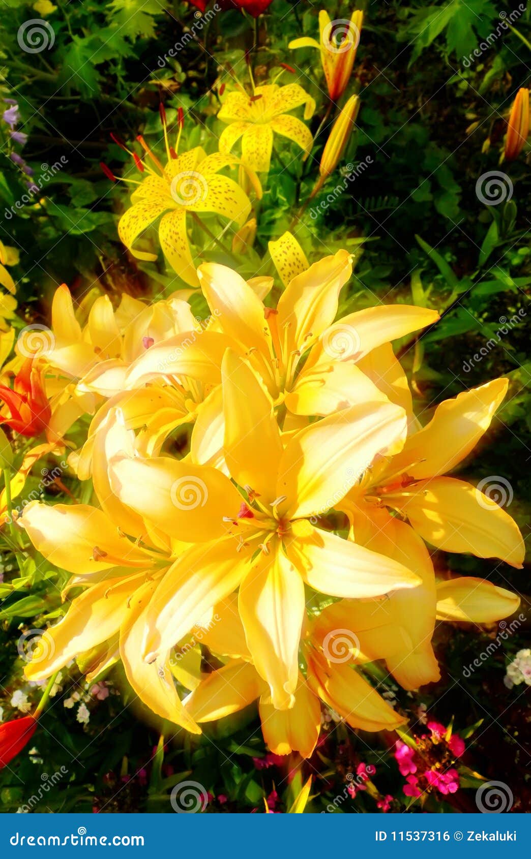 Yellow Lily stock photo. Image of orange, garden, plants - 11537316