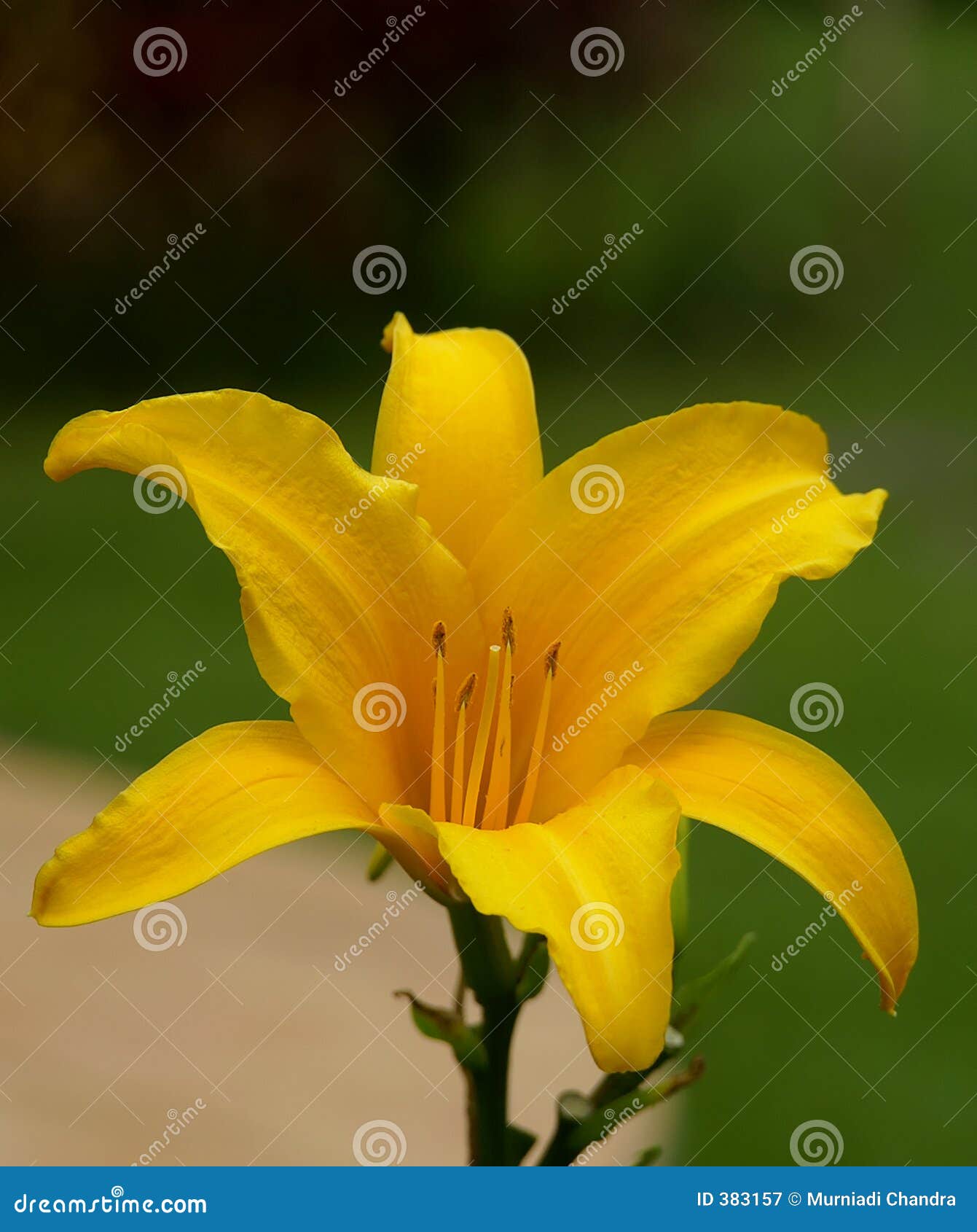 Yellow Lily stock image. Image of flower, macro, gift, nice 383157