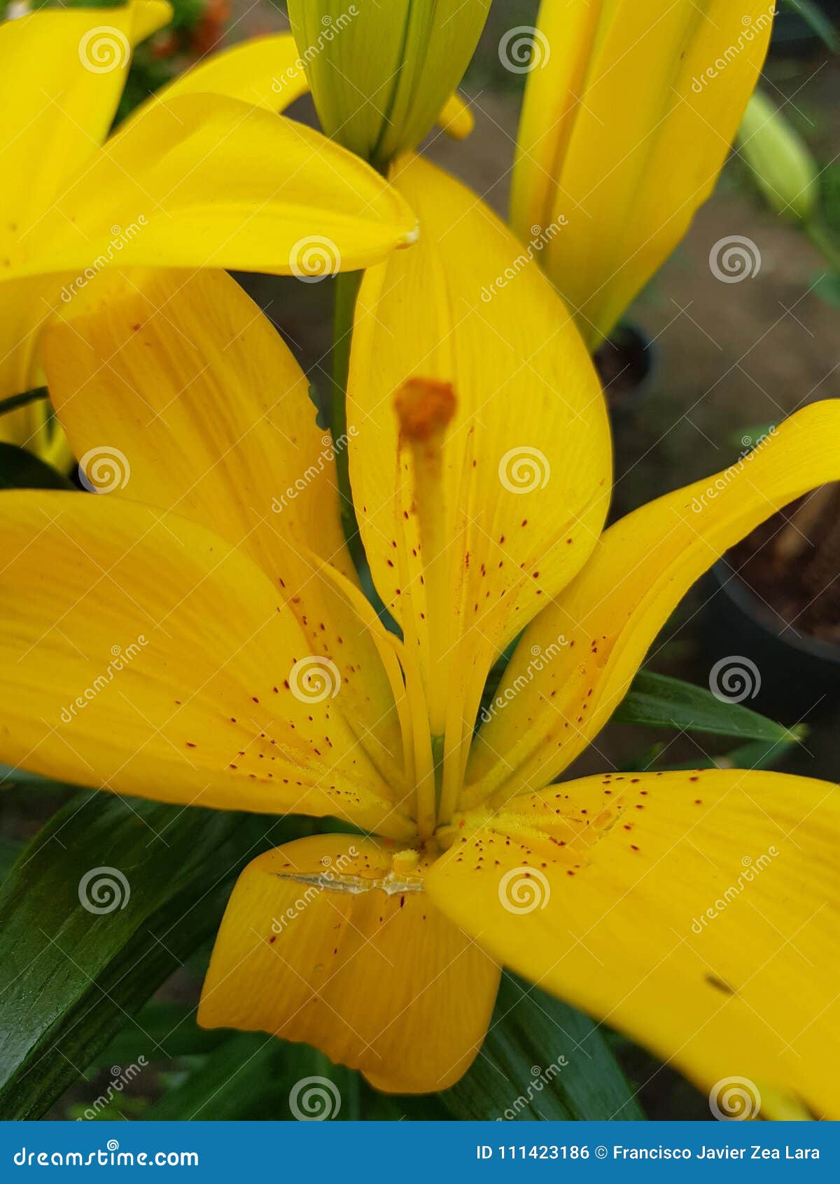 yellow lily flower in garden. pistil and stamens, nature and botany, decorative plant for gardens, natural flower with petals and color