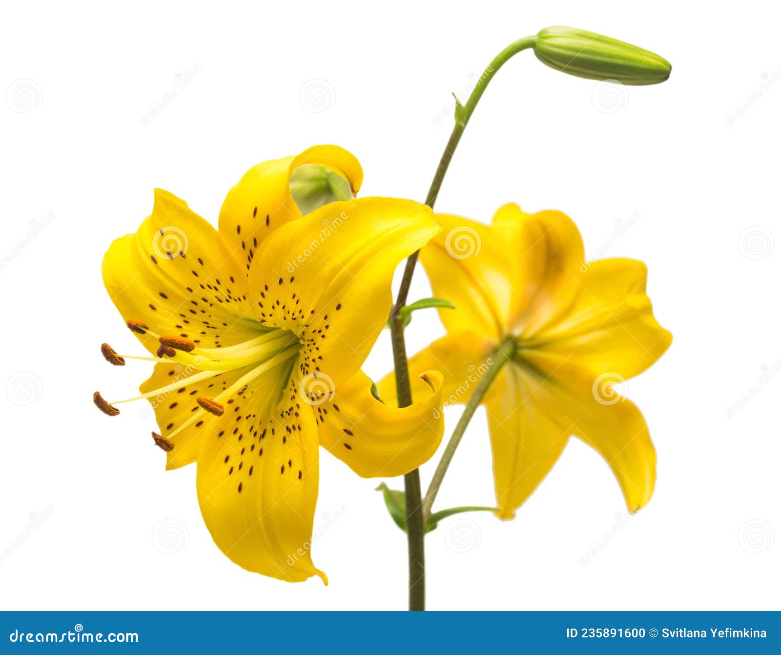 Yellow lily flower stock photo. Image of hybrids, jenifer 235891600