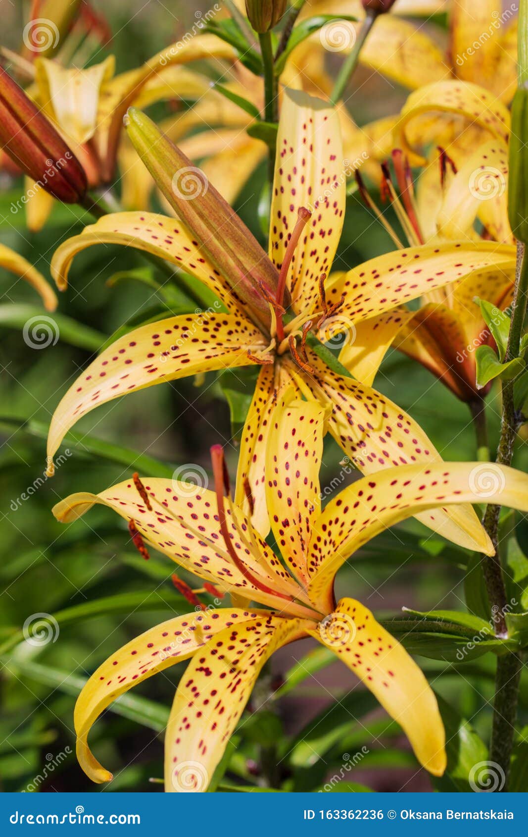 Yellow Lily Flower with Red Spots Stock Photo - Image of background ...