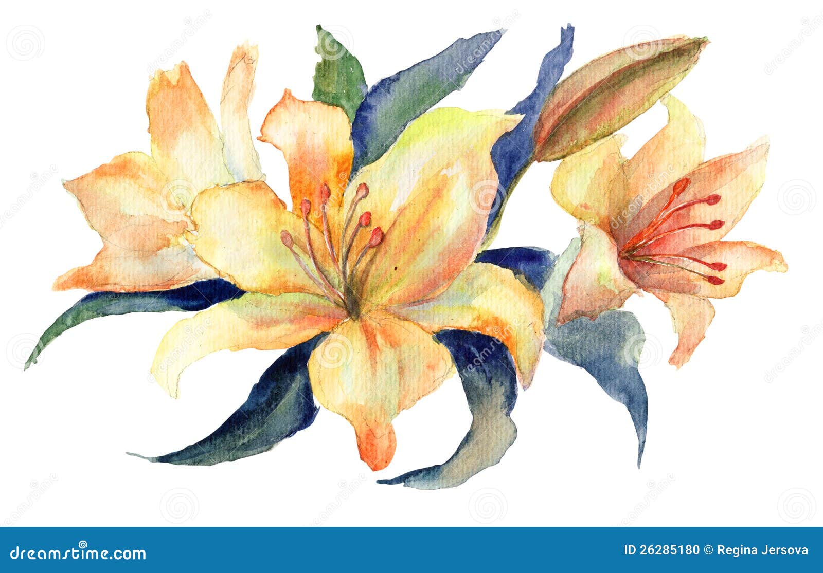 Yellow Avalanche Lily Coloring Page Clip Art at  - vector