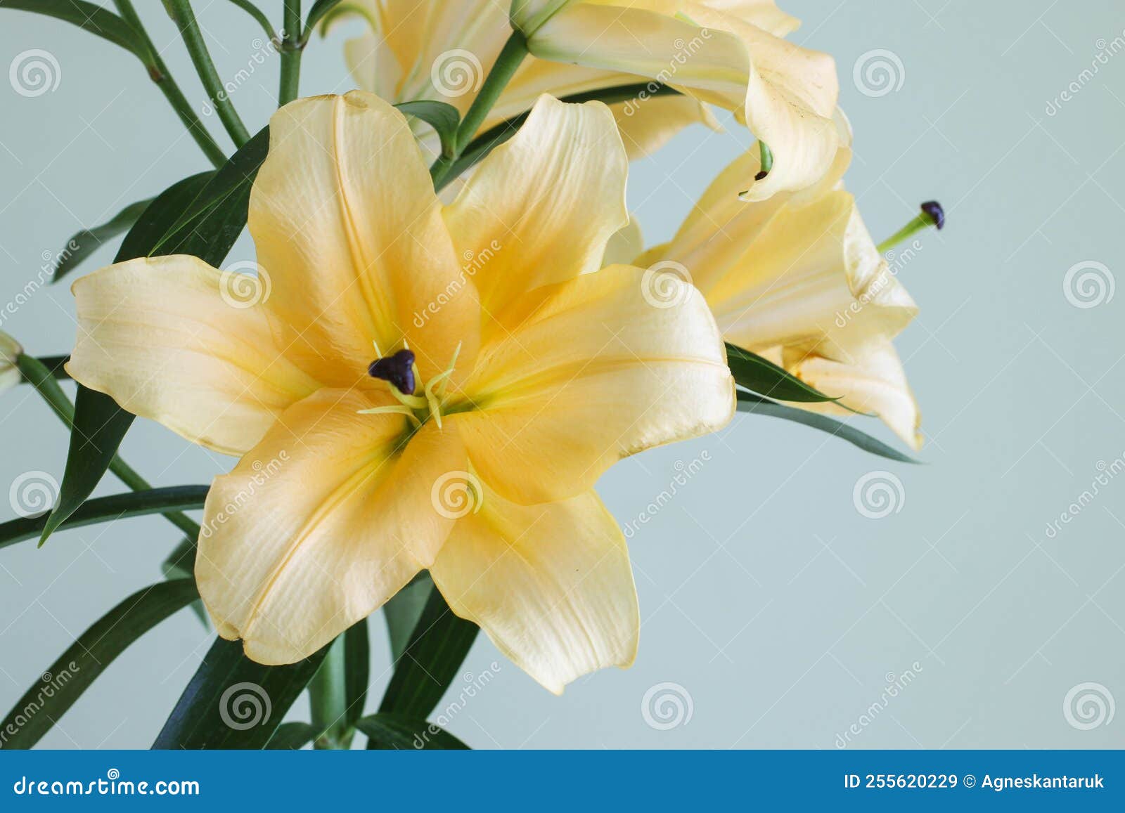 Yellow Lily Flowers on Blue Background Stock Image Image of blooming