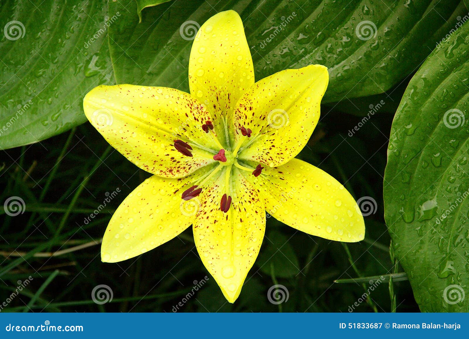 Yellow Lily stock image. Image of yellow, flower, drops 51833687