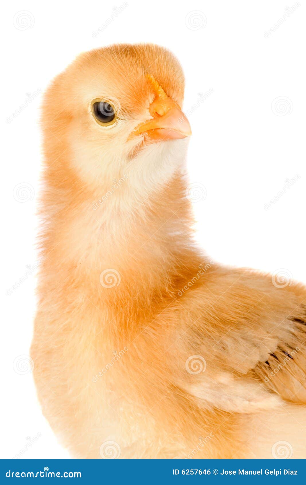Yellow little chicken stock photo. Image of innocent, happy 6257646