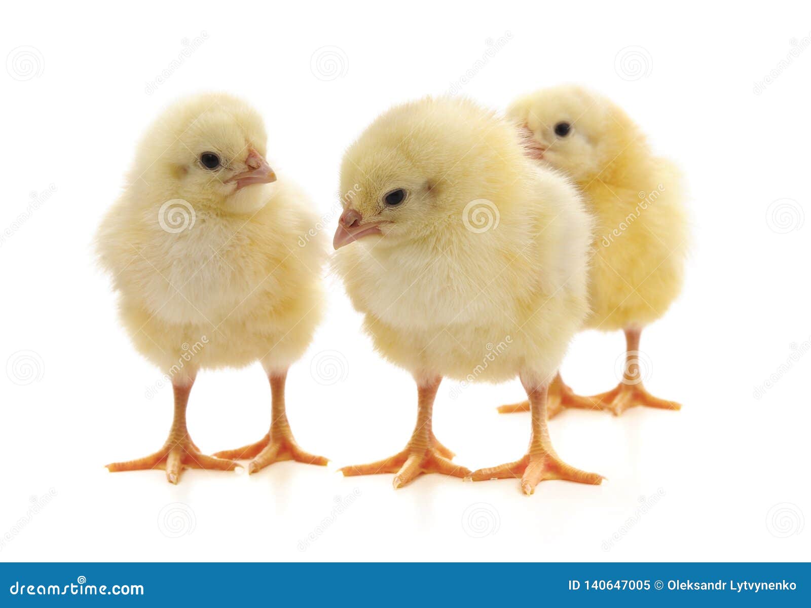 Yellow little chickens stock image. Image of cute, innocence 140647005