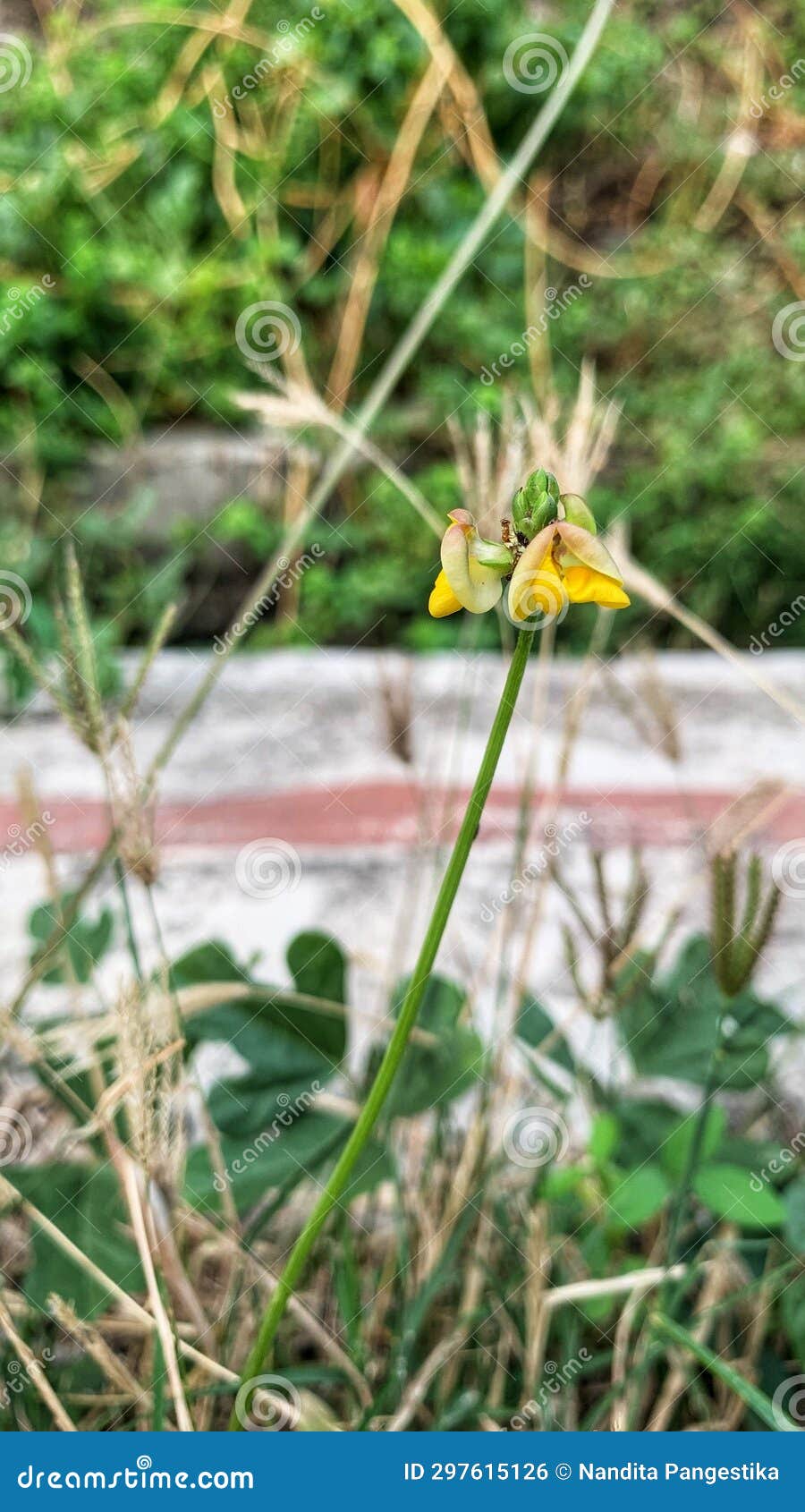 the yellow little flowers vigna luteola & x28;hairypod cowpea& x29;