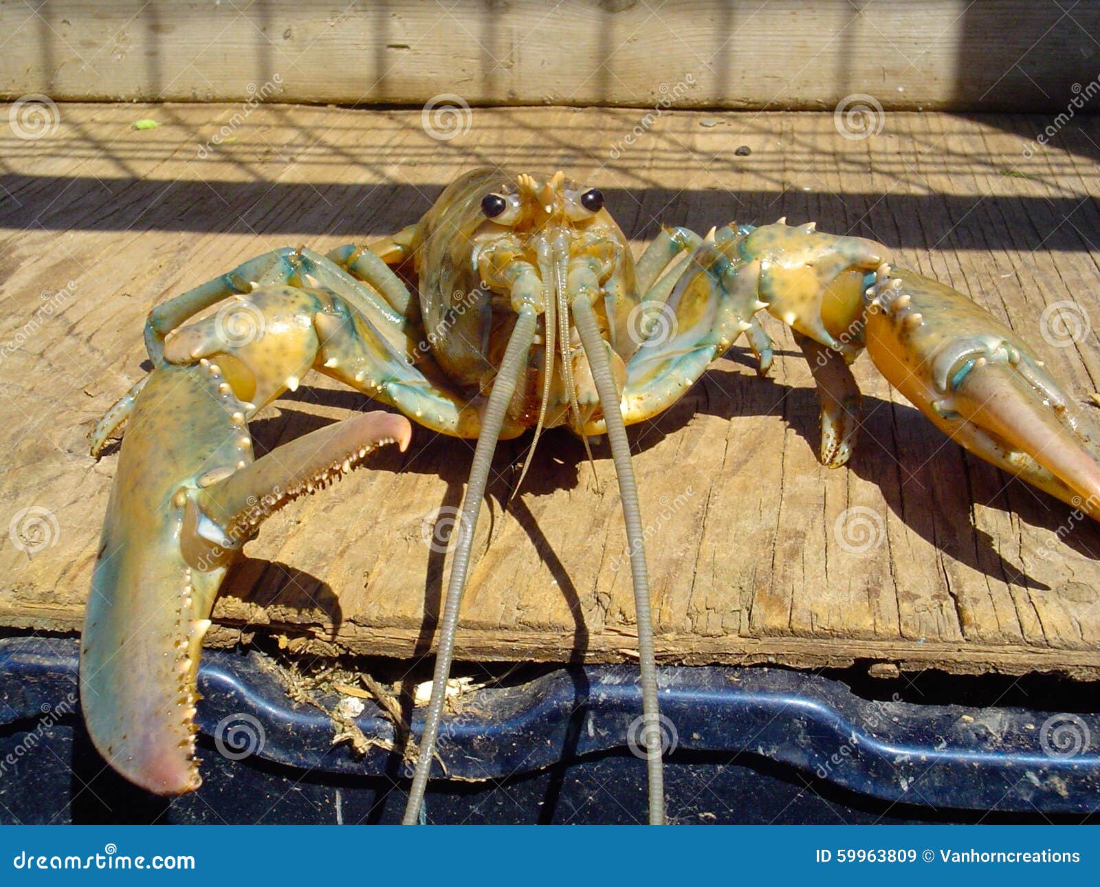 Yellow Lobster with Claw Open Stock Image Image of fresh, scavenger