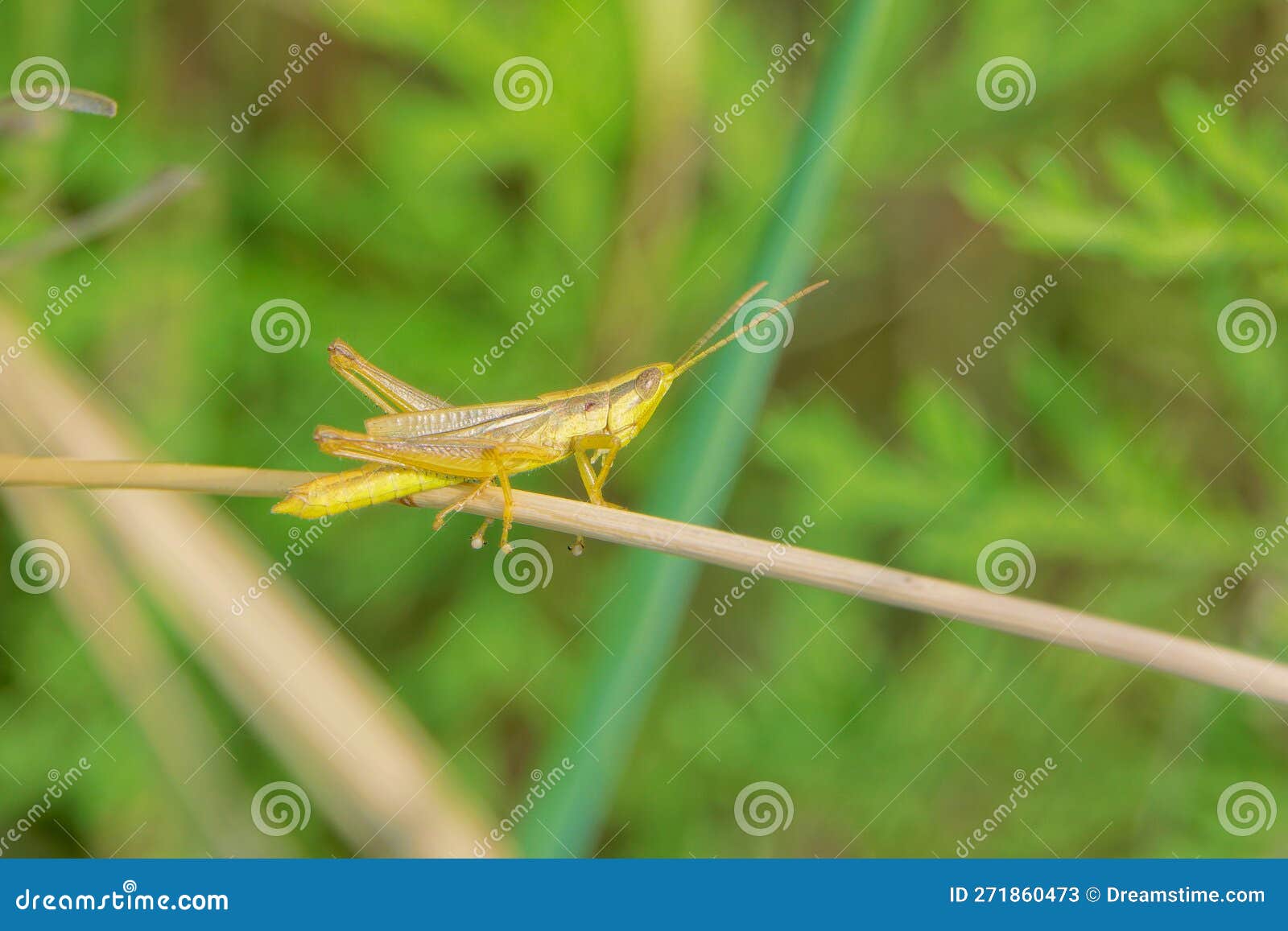 Yellow locust stock image. Image of locusts, insect 271860473