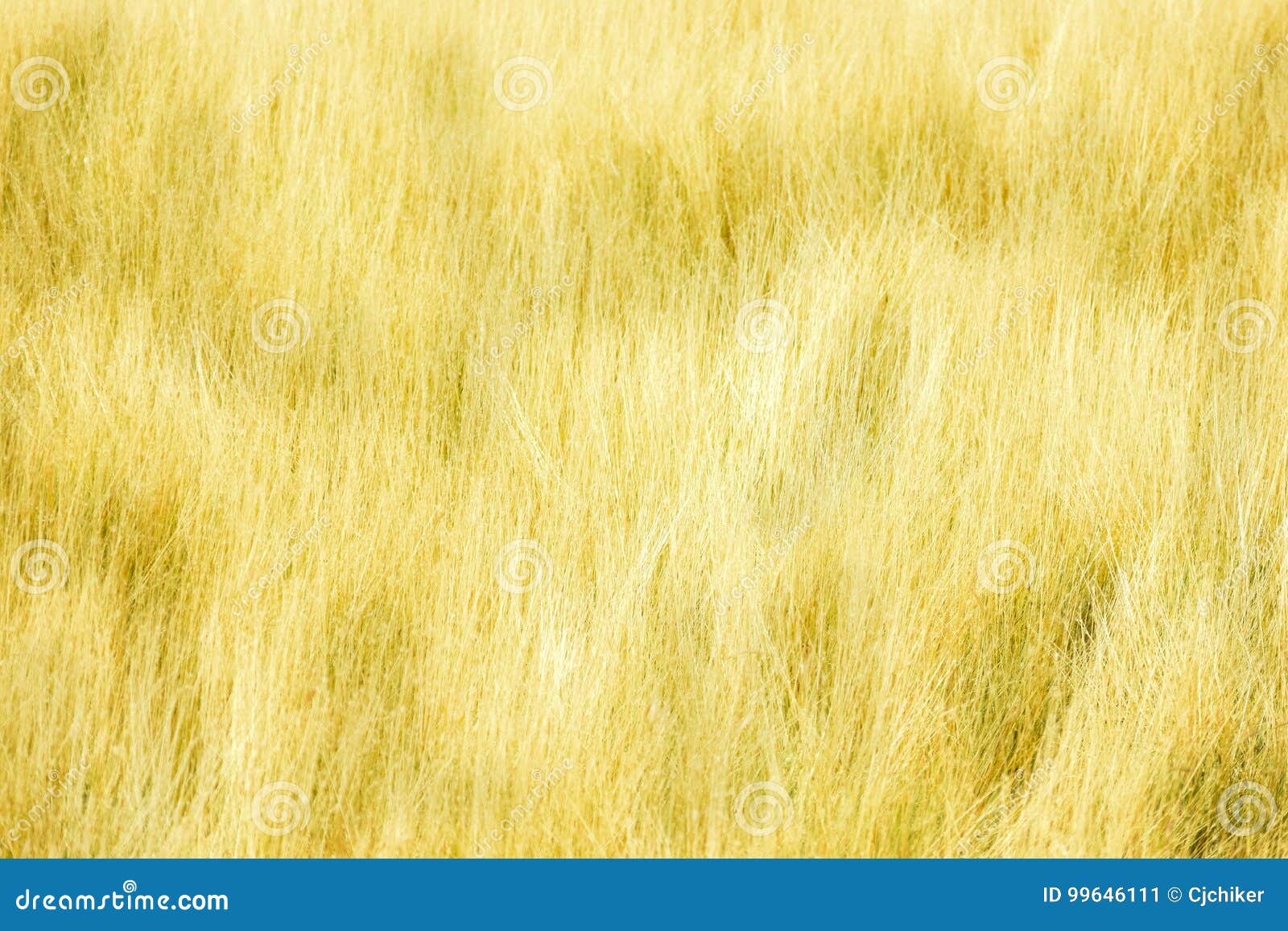 Yellow Long Grass Background Stock Image Image of blossom, season