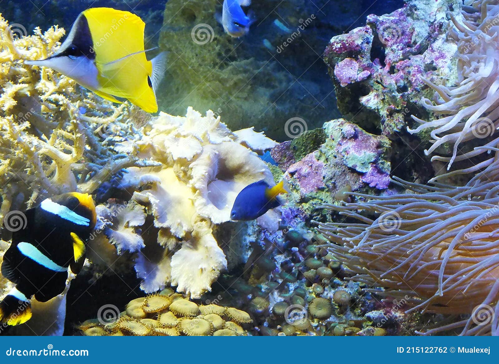 Yellow Long snouted Butterfly Fish Stock Photo Image of swims Yellow Long snouted Butterfly Fish Stock Photo Image of swims