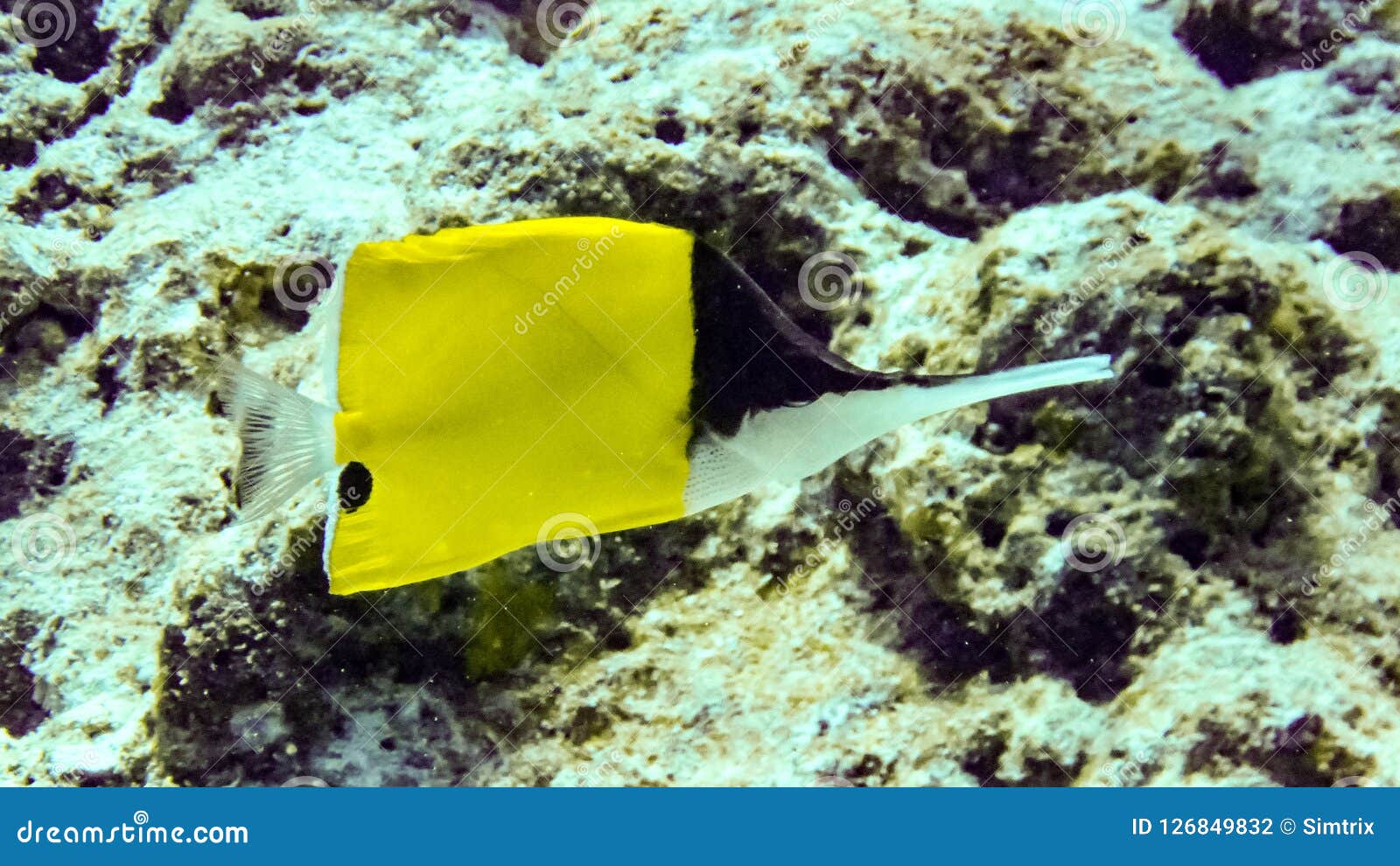 Yellow Longnose Butterfly Fish in Maldives. Stock Photo Image of