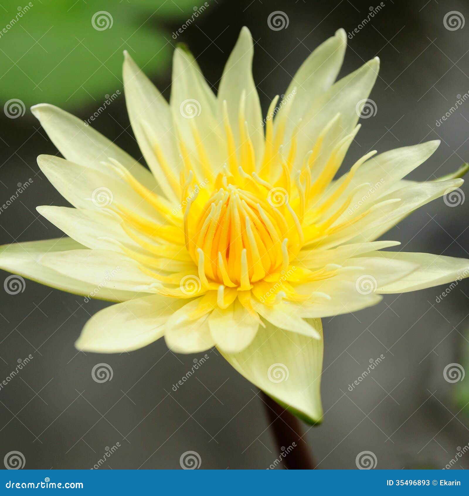 Yellow Lotus Flower and Leaves Background Stock Image Image of lotus