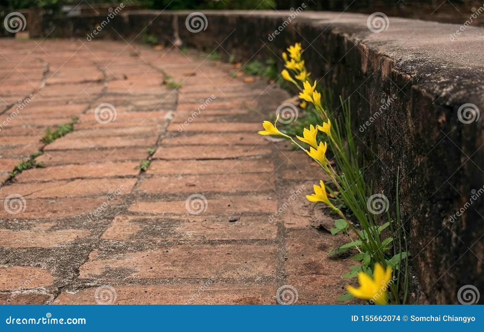 Yellow lotus flower soil stock photo. Image of bloom 155662074