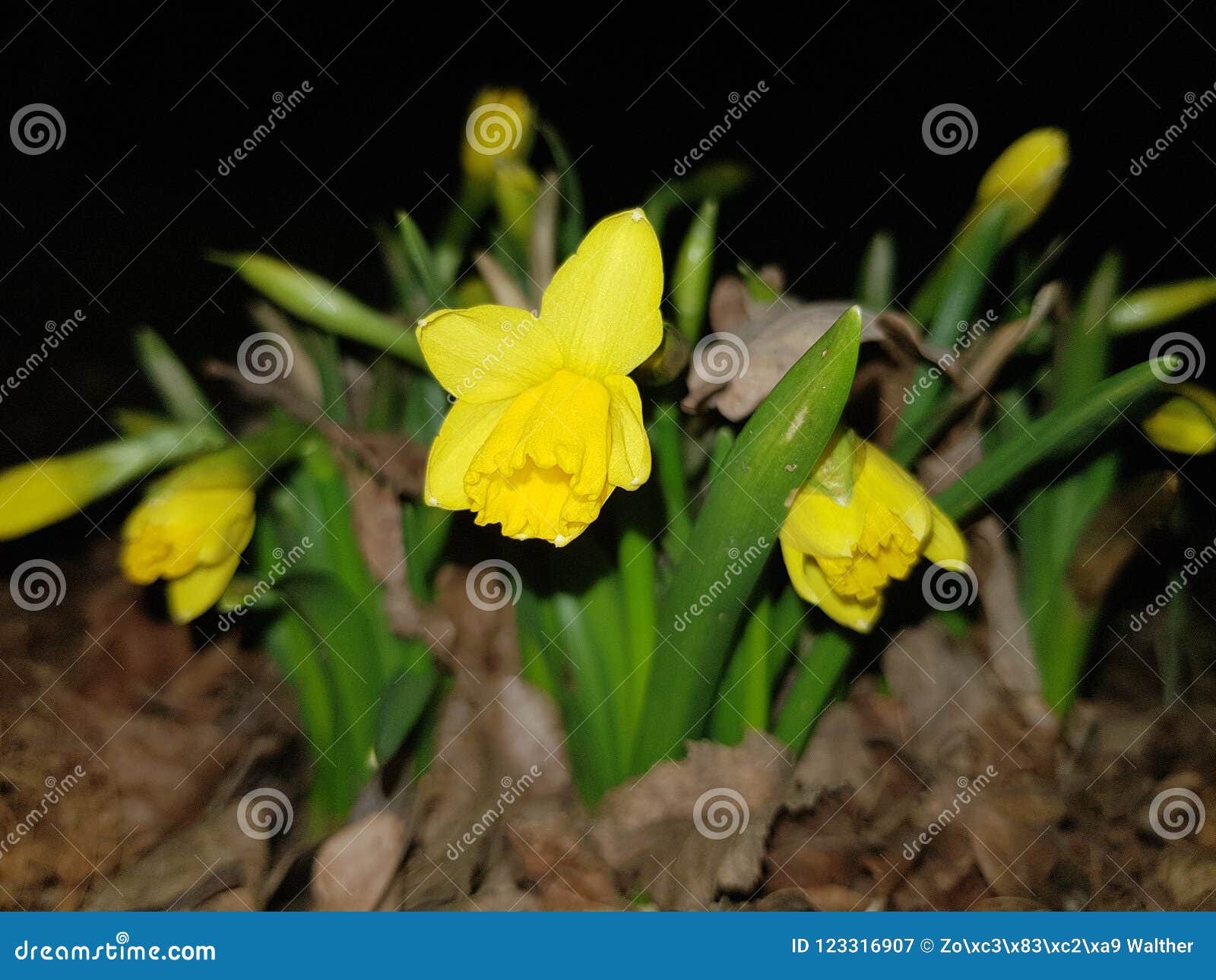 Yellow love stock image. Image of flower, flowers, easter 123316907