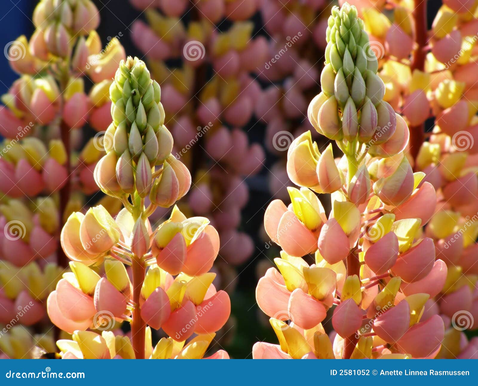 Yellow lupin stock photo. Image of lupinus, meadow, blossom 2581052