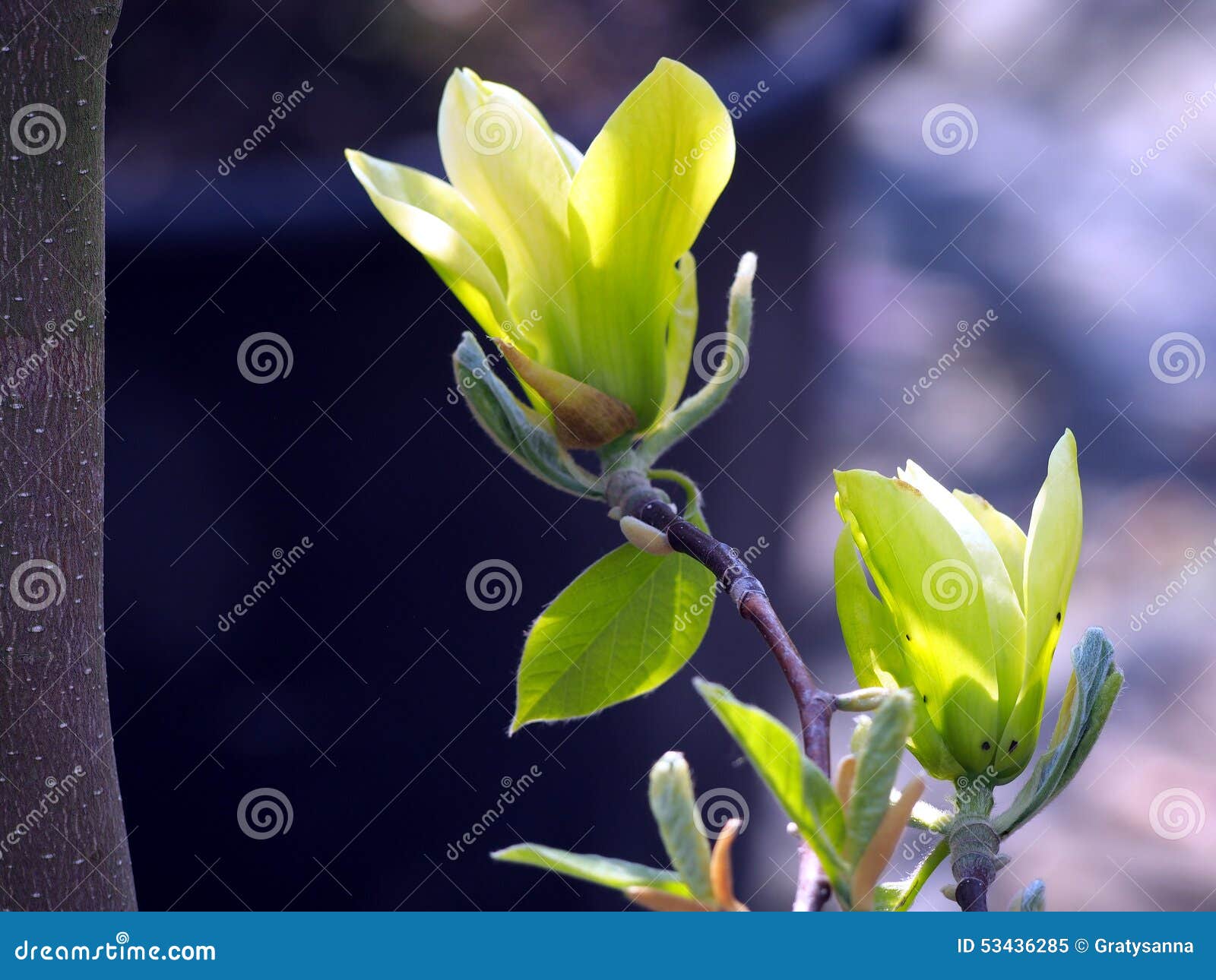 Yellow Magnolia Butterflies Flowers Stock Image Image of attractive