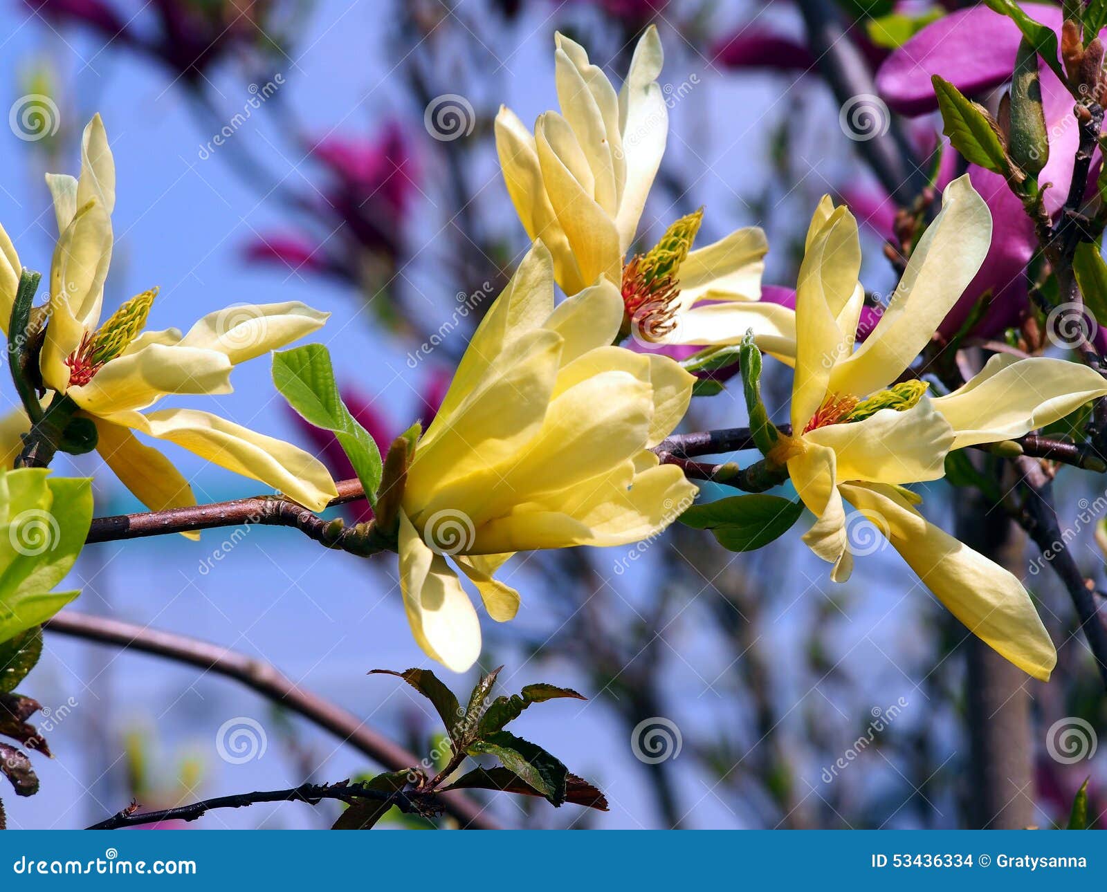 Yellow Magnolia Butterflies Flowers Stock Photo Image of flowers
