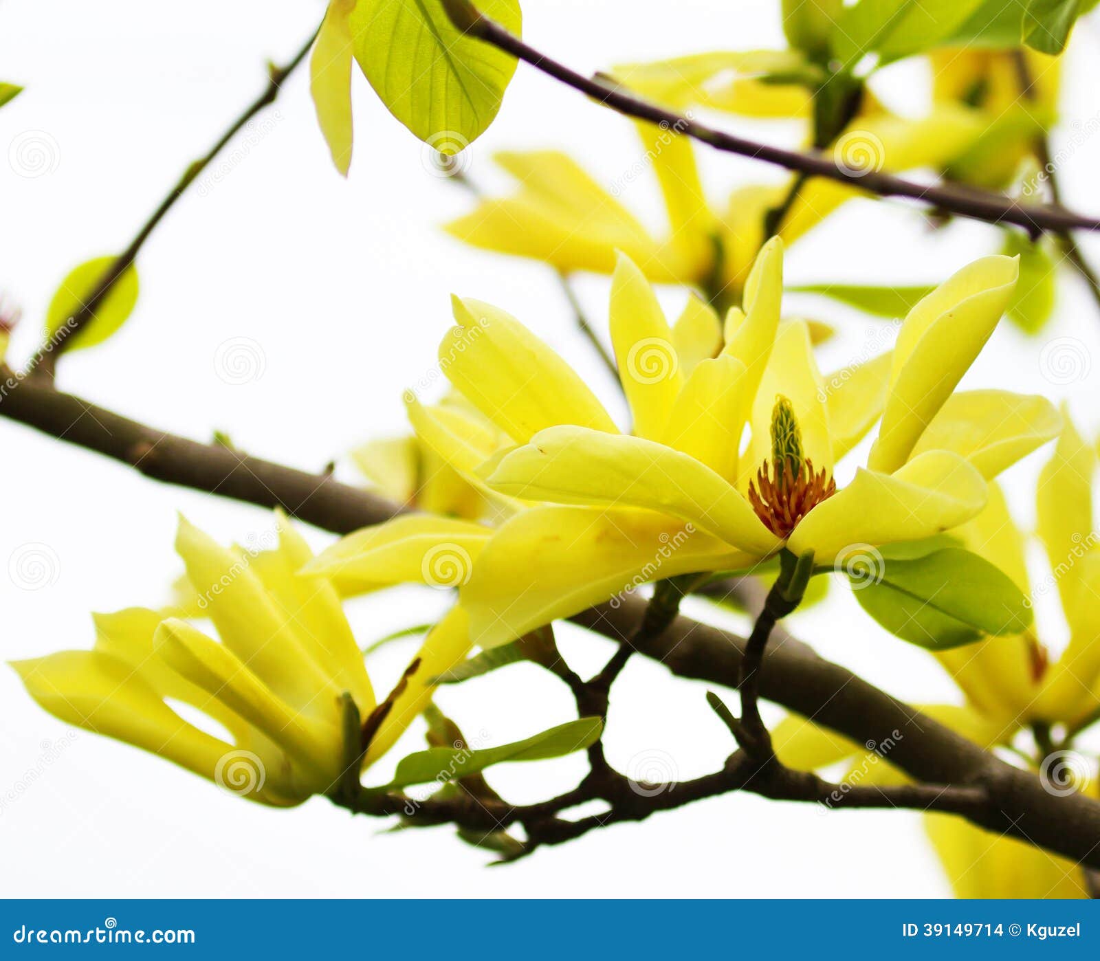 Yellow Magnolia Tree Blossoms Stock Photo Image of flower, floral