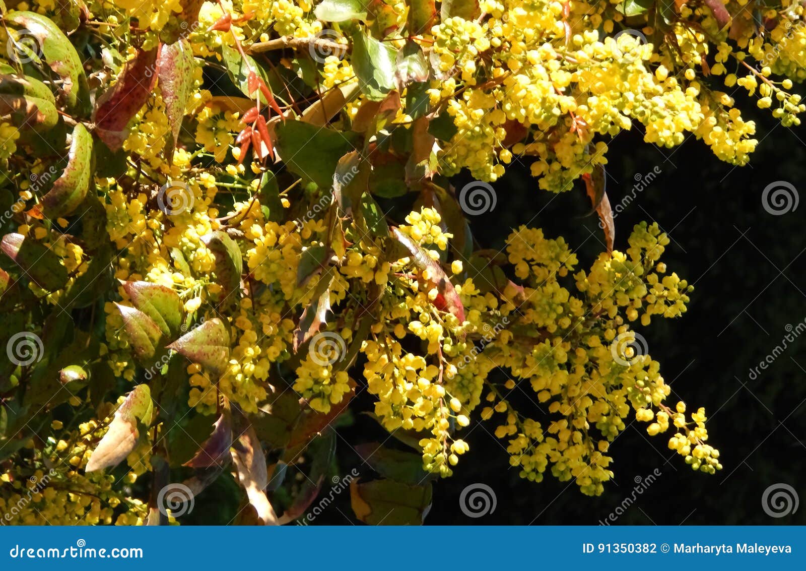 Yellow Mahonia Aquifolium. stock photo. Image of green 91350382