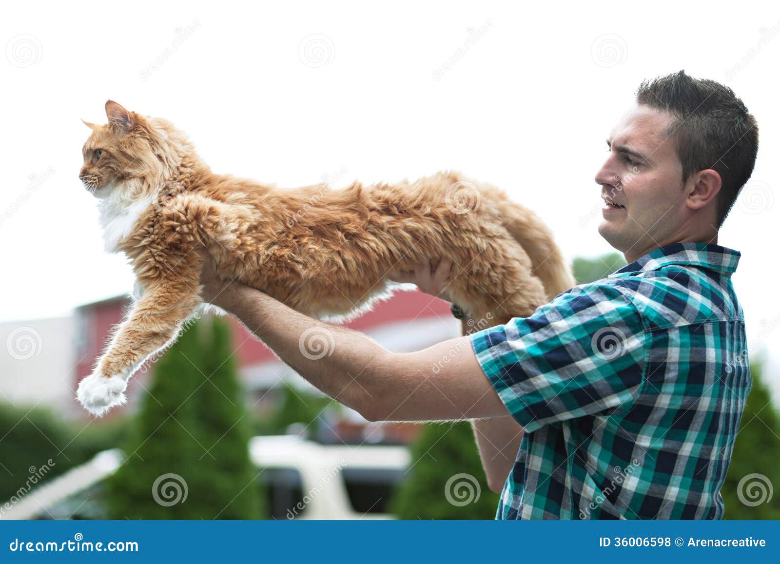 yellow maine coon cat