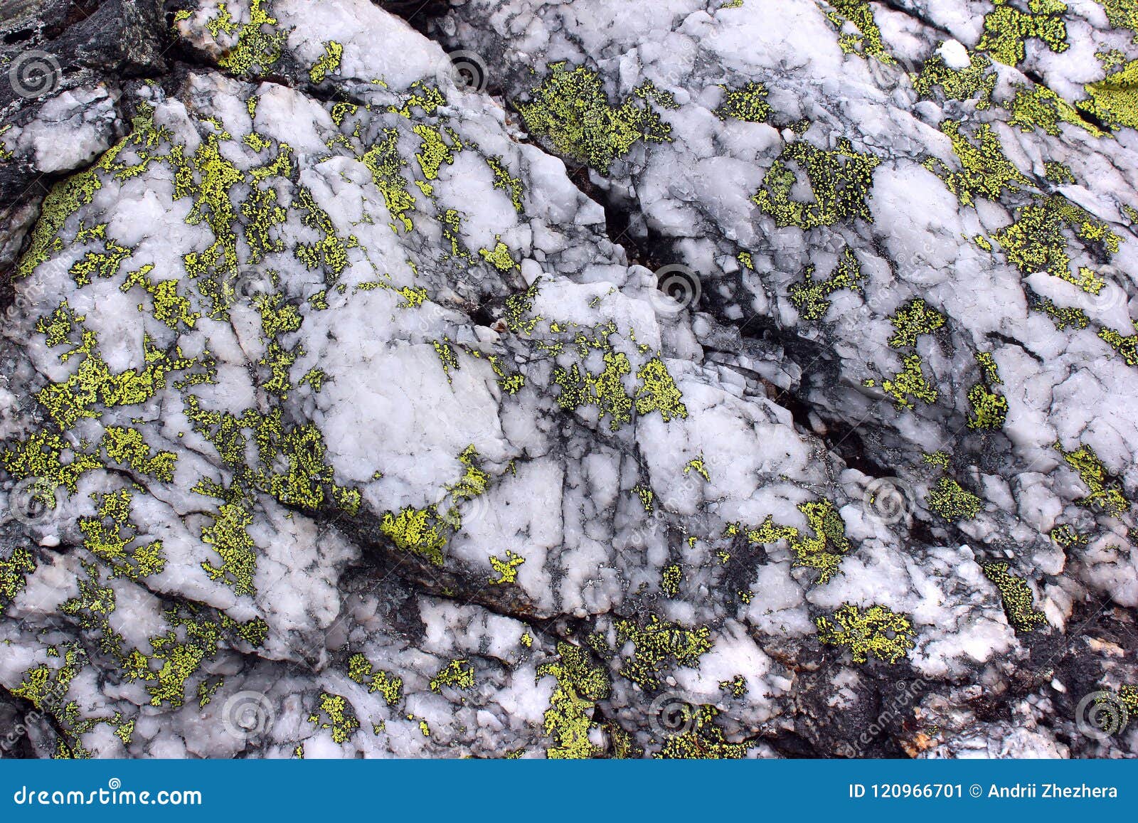 yellow map lichen rhizocarpon geographicum on a quartz rock stock