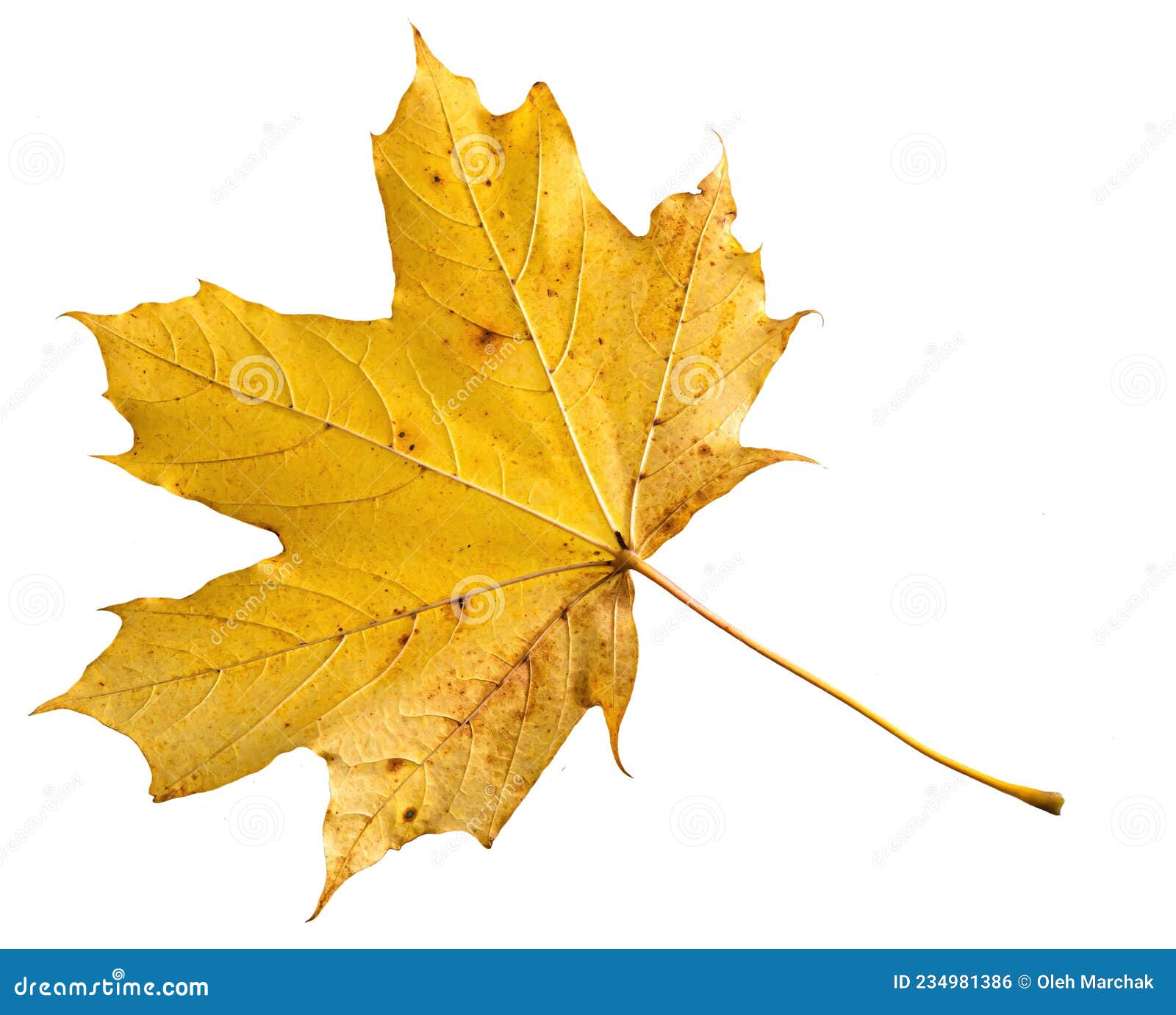 Yellow Maple Leaf As An Autumn Symbol Isolated On White Stock Photo