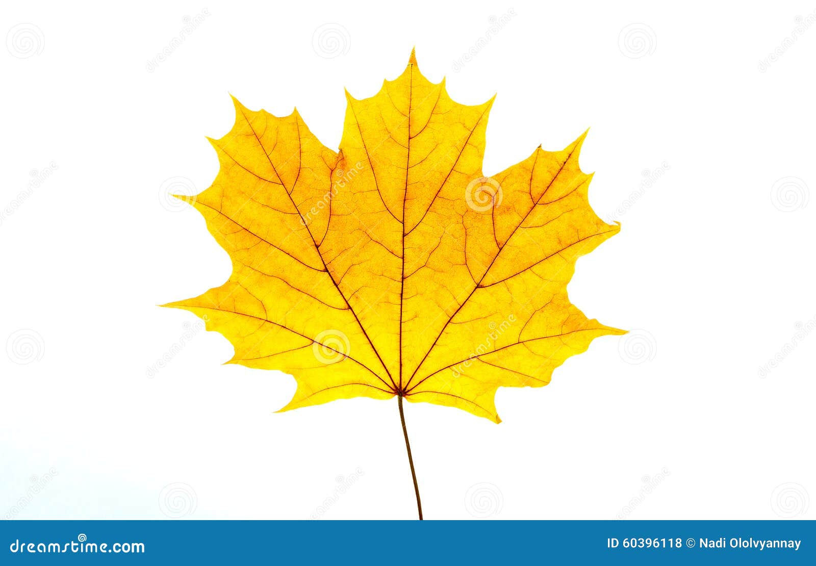 Yellow Maple Leaf Stock Photo Image Of Maple Nature 60396118