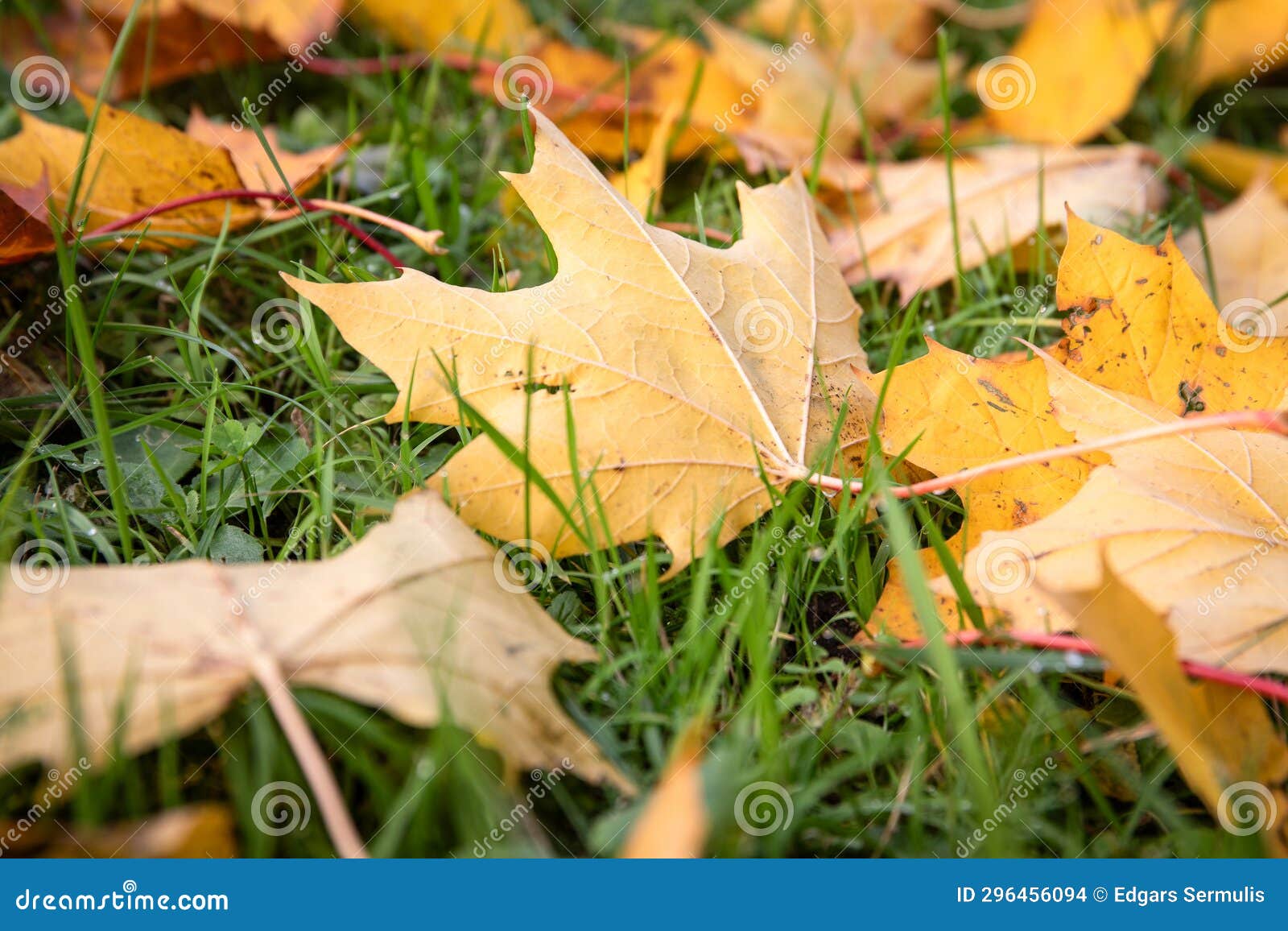 Yellow Maple Leafs in Tall Green Grass. Autumn and Weather Stock Photo