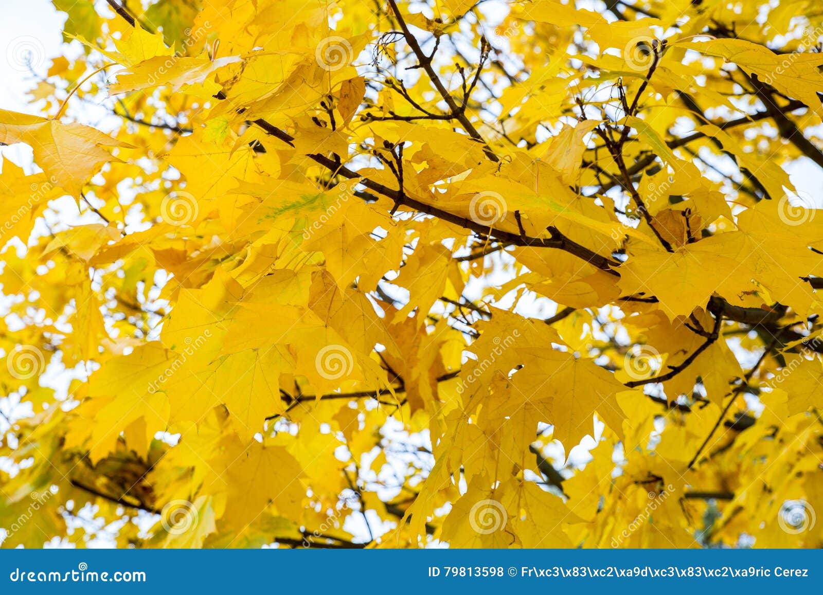 Yellow maple tree leaves stock photo. Image of leaves 79813598