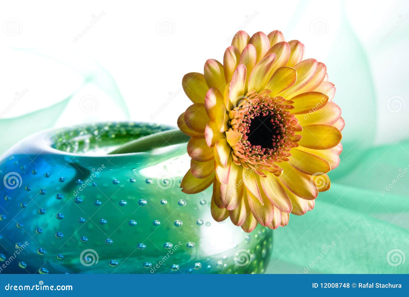 Yellow Margarita Flower stock photo. Image of isolated 12008748