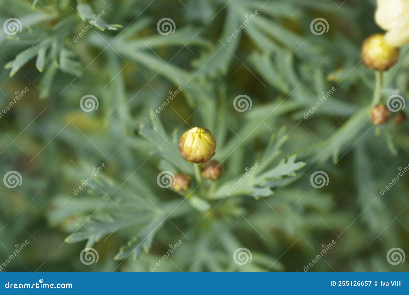 Yellow Marguerite daisy stock image. Image of argyranthemum - 255126657