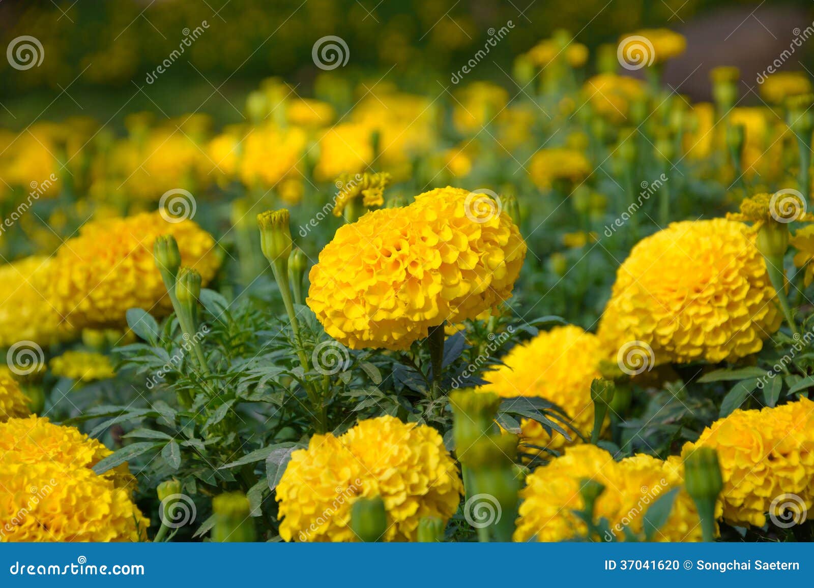 Yellow marigold flower stock photo. Image of season, bloom - 37041620 Yellow marigold flower stock photo. Image of season, bloom - 37041620